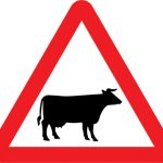 Cattle likely to be in road ahead