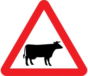 Cattle likely to be in road ahead