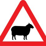 Sheep likely to be in road ahead