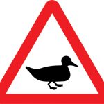 Wild fowl likely to be in road ahead