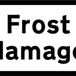 Frost damage ahead